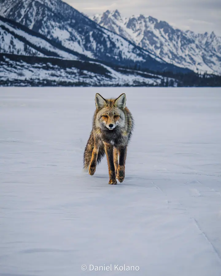 Teton Fox