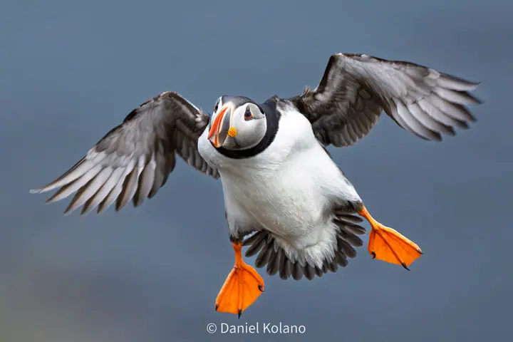 Puffin Flying