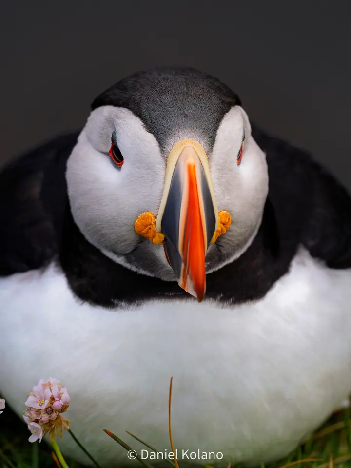 Too Fat Puffin